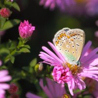 осенние бабочки :: Светлана Попова