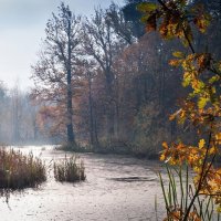 Осенний лес* :: Olga Mach