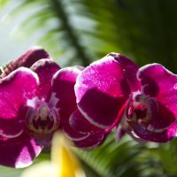 Орхидеи в Ботаническом саду "Аптекарский огород" :: marmorozov Морозова