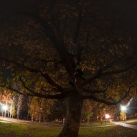 Осень в парке :: Александр Овчаров