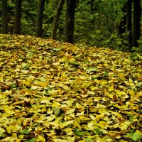 На ковре из желтых листьев... :: Наталья Костенко