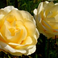Две розы :: Елена Солнечная