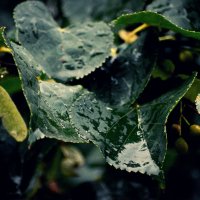 Дождь :: apolinaria 