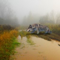 Волк в тумане. :: Владимир Шиоевич Арбузов 