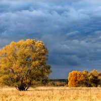 Перед дождем :: Эркин Ташматов