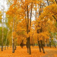 Осень - это сны листопада... :: Галина Медведева