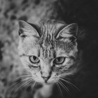 кот со взглядом леопарда :: Ирина Минеева