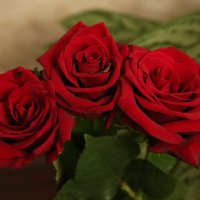 Розы для любимой :: Виктор Добрянский
