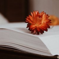 Book and flower :: Алина Зангиева