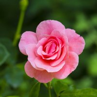Роза в саду :: Николай Николенко