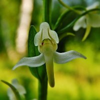 Северная орхидея :: Валентина Пирогова