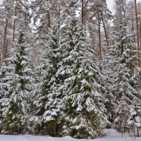 Запушило, замело... В гуще леса! :: Елена Солнечная