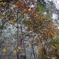 Утренние краски Осени :: Анастасия Вышемирская
