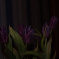 Сказочные тюльпаны :: Виктория Виноградова