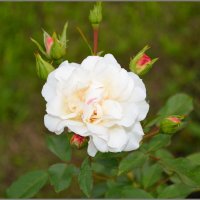 Белые розы :: Мария Соколова