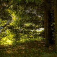 Свет и деревья :: Сергей Глотов