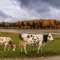 подмосковная пастораль... :: Татьяна Бральнина