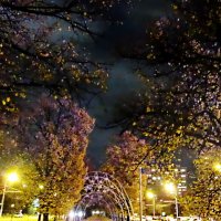 Осенняя ночь на ул. Косыгина :: Елена Palenavi