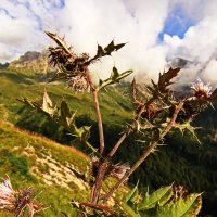 Колючки альпийских лугов :: Дарья Михальчик