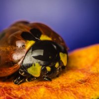 ladybug :: Damir (@) KHABIBULLIN