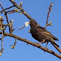 Мама в заботах. :: bybyakovo Ми