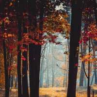 Осенний лес :: Виктория 