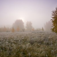 Туман :: Denis Zakalyapin
