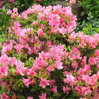 Розовой   облако  из   цветов :: Valentina Lujbimova [lotos 5]