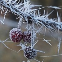 Зимняя вишня.. :: Наталья Юсова (Natali50)