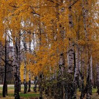 Городские березы :: Татьяна Ломтева