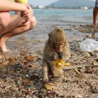 Житель острова обезьян :: Анастасия Казакова