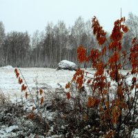 Первый снег. :: nadyasilyuk Вознюк