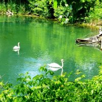 Озеро в Казанском зоопарке :: Наиля 