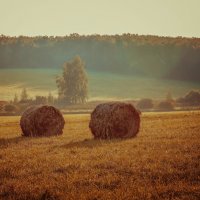 в поле :: Александр Зенкин