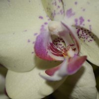 моя орхидея :: Юлия Вильданова