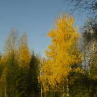 Осенний лес :: Иван .