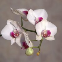 орхидея :: Денис Щербак