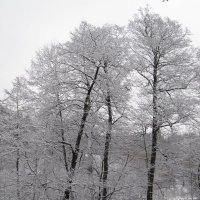В снежном кружеве :: Андрей Снегерёв