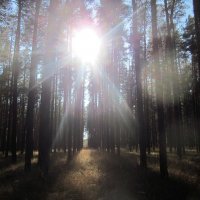 В лесу :: Светлана Кирина