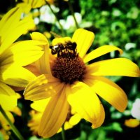 Пчелка :: Настасья Слюсарева