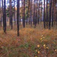 В лесу осень . :: Мила Бовкун