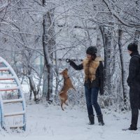 Прогулка по первому снегу. :: Станислав Сорокин