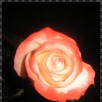 Роза :: laana laadas