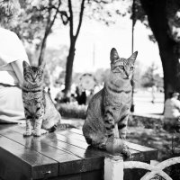 Стамбульские коты :: Ирина Лепнёва