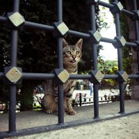 Стамбульский кот :: Ирина Лепнёва