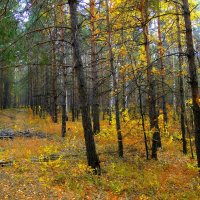 Осенний лес :: Елена Шемякина