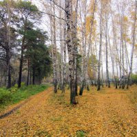 Осень в лесу. :: Мила Бовкун