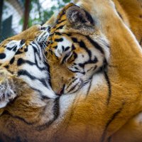 Ялтинский зоопарк, амурские тигры :: Иван Дмитриев