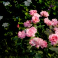 Розовые розы :: Владимир Воробьев