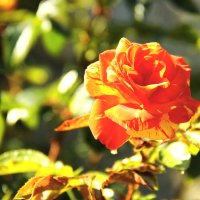 Розы в Никитском Ботаническом :: Andrey Panoff